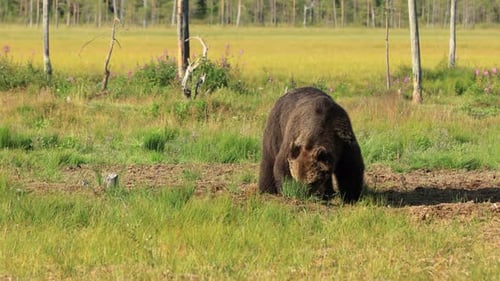 Brown Bear Foraging in Grassy Meadow