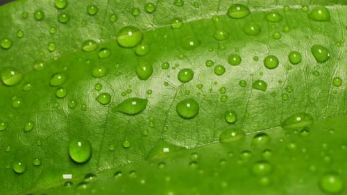 Grünes Blatt in der Natur