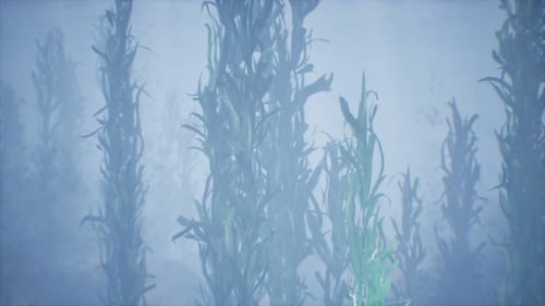 Underwater Grass Forest of Seaweed