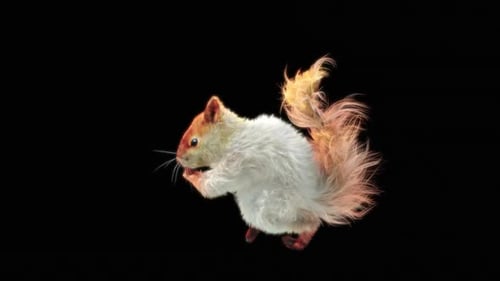Eichhörnchen Tanzen HD