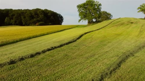 Trees in fields