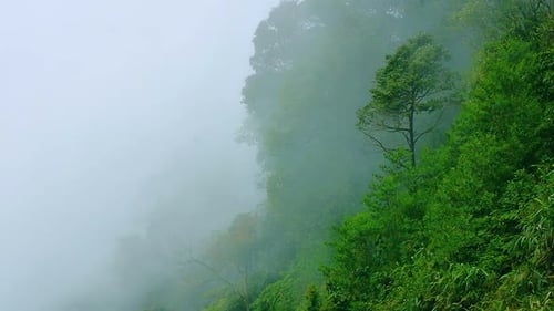 Misty Forest 07