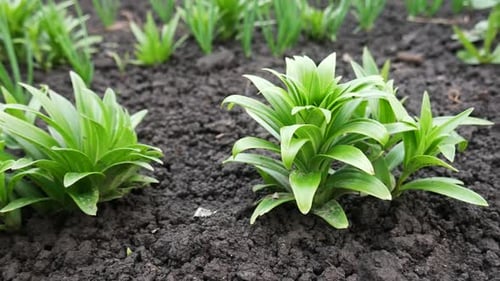 Bush of Green Lilium Plant in Flowerbed with Wet Ground