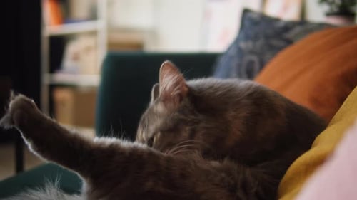 Brown Cat Grooming on Sofa Indoors
