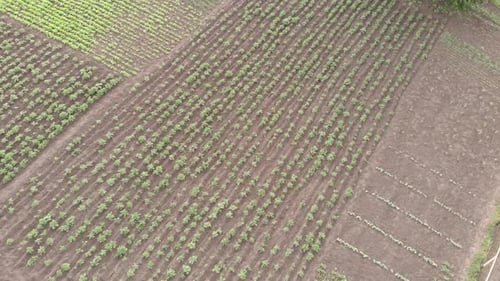 Gesäte Felder. Grüne landwirtschaftliche Felder. Ackerland.