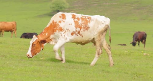 Cows Together Grazing in a Field