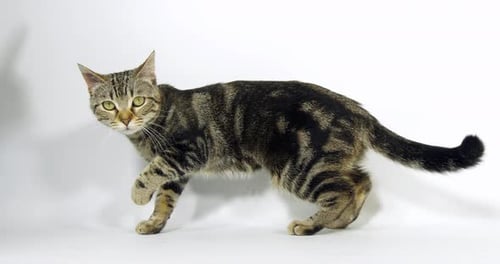 Brown Tabby Domestic Cat, Pussy On White Background, Slow Motion 4K