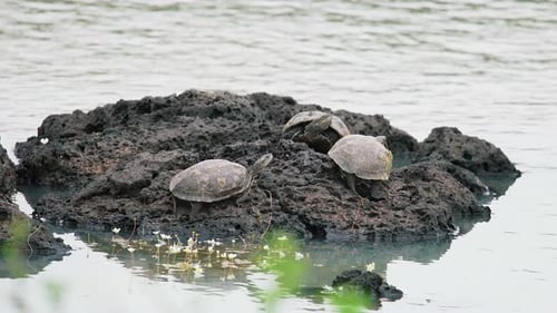 Schildkröten beim Sonnenbaden