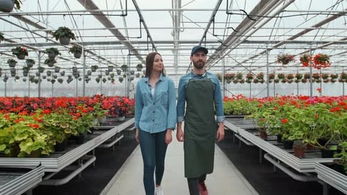 Smiling Gardeners Walk Through Greenhouse Full of Geraniums
