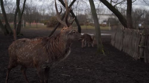 Cerf cornu dans Preserve Park