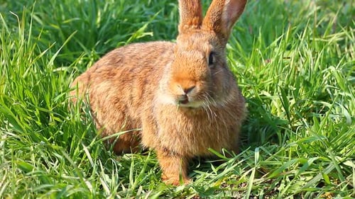 a Fluffy Brown Rabbit with a Large Mustache and Ears Sits on the Green Grass and Eats It and Turns