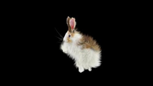 Hase: Tanzen HD