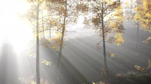 Forêt lumineuse tôt le matin dans les montagnes