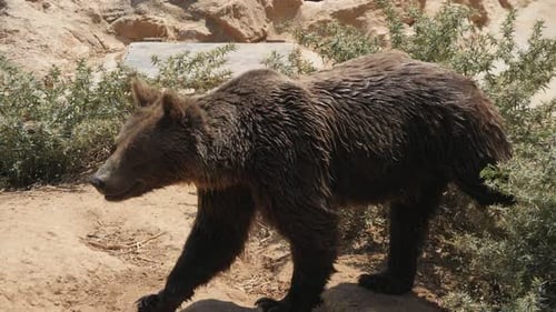 Brown Bear Walking in Rocky Wilderness Setting