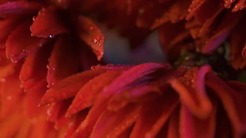 Schöne bunte Blume, bedeckt mit Tau