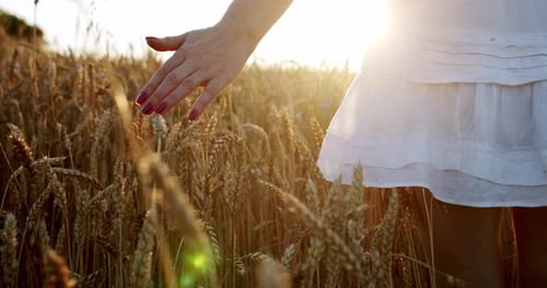 Close Up Woman Walking Through a Field Touching with Hand Wheat Ears and Sunlight in Wheat Field at