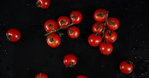 Cherry Tomatoes on the Branch Slowly Rotate.