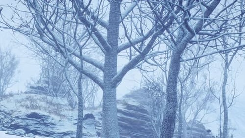 Winter Deciduous Forest on a Foggy Morning