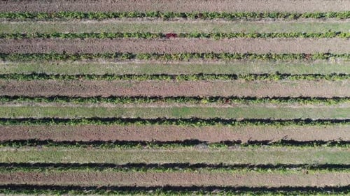 Lines of Vines