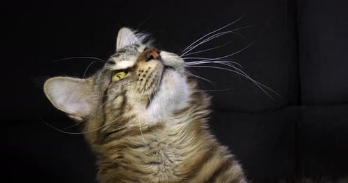 Brown Blotched Tabby Maine Coon Domestic Cat, Portrait of Male against Black Background