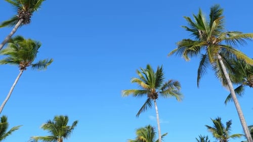 Palm Trees Swaying Against Blue Sky on Sunny Day