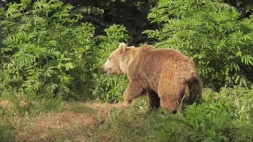 Real Wild Big Bear In Natural Habitat Among The Trees In The Forest