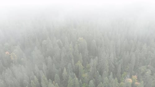 Foggy mountains forest trees