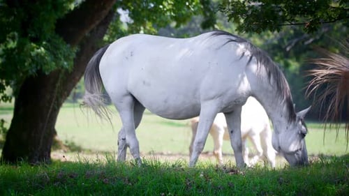 Pferd