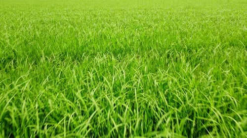 Rice Paddy Agriculture Landscape