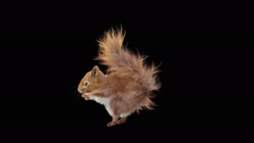 Cute Squirrel Chattering Alpha Channel Animation