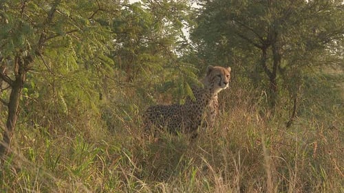 Cheetah Sitting Alert in Tall Grass