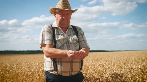 Senior Man Working in a Wheat Field. An Elderly Farmer in a Hat Walks Along the Ears of Wheat