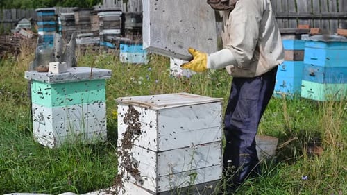 Bee Master on Apiary. Man in Protective Hat Works with Chimney in the Beehive. Beekeeper Examining