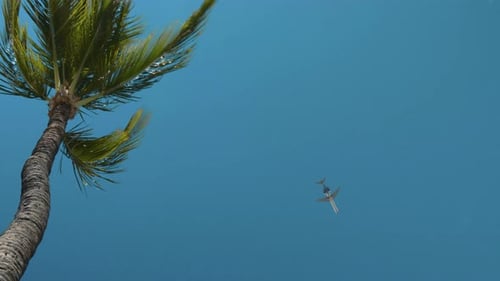 Plane Flies Above Palm Trees on Tropical Island
