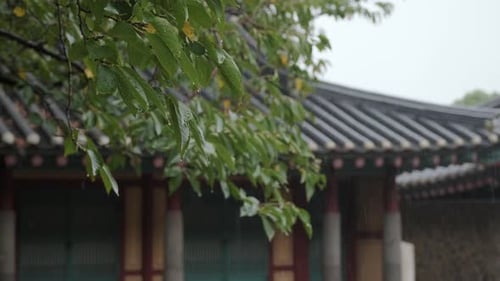 An old tree covered with raindrops and an old rainy landscape in Korea.