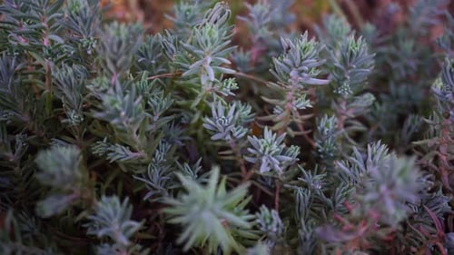 Petits plants de sapin