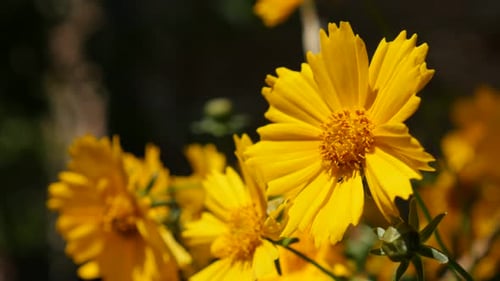 Beautiful yellow Coreopsis auriculata flower in the garden 4K 2160p 30fps UltraHD footage - Mouse-e