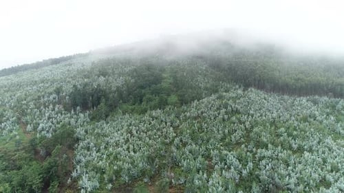 The Mountain Forest on the Background