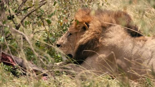 Magnificent Lion Resting After Feeding in the Savanna