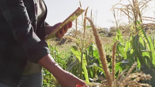 Video of midsection of caucasian woman standing in field with tablet on sunny day