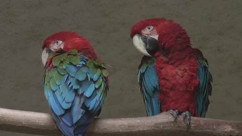 Vögel