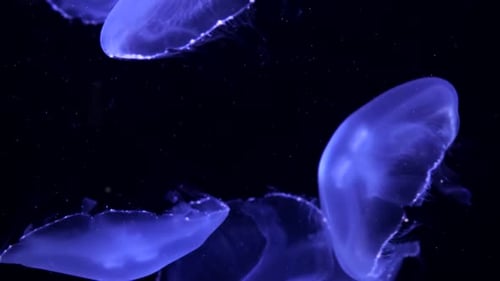 Jellyfish Drifting Silently in the Deep Ocean