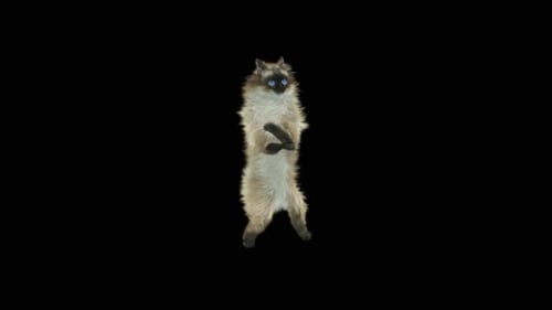 Katze tanzt HD