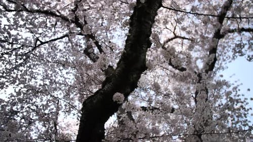 Japanese Cherry Blossom Bloom Pink Flowers Close Up Smooth Motion Tree Branch