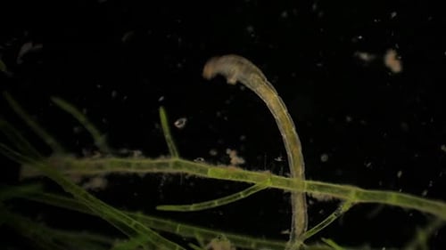 Los
Chironomidae microscópicos (larva de la mosca del mosquito) se alimentan entre plantas acuáticas.