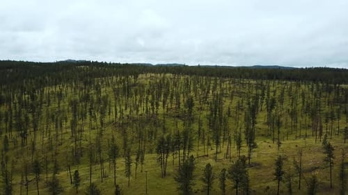 Aerial Drone Shot of Large Forest Hilly Clean Landscape Covered with Thin Young Trees, Incredible