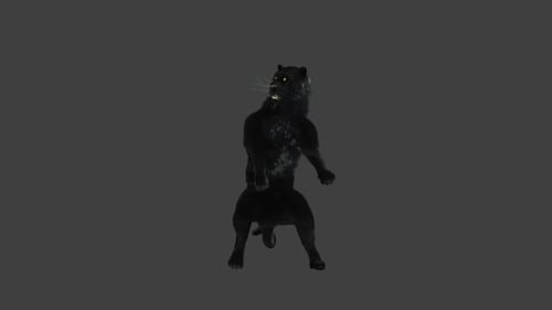Black Panther Roaring Animation on Hind Legs