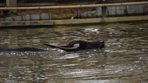 panning shot of water buffalo is playing and swimming in the pond