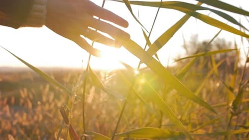 Female Farmer Hand Touching Grass, Wheat, Corn Agriculture on the Field Against a Beautiful Sunset