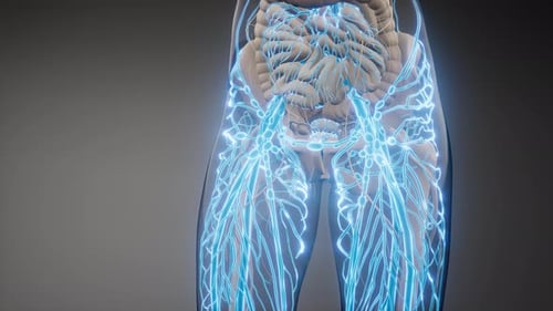 Blood Vessels of Human Body